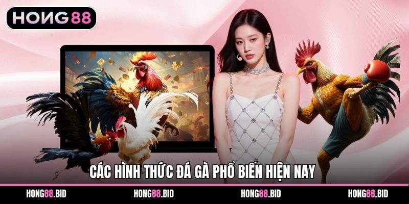 Các hình thức đá gà phổ biến hiện nay
